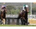  Carrera: P.Premier Galop Monta: R.Sousa Caballo: Rojiblanco
